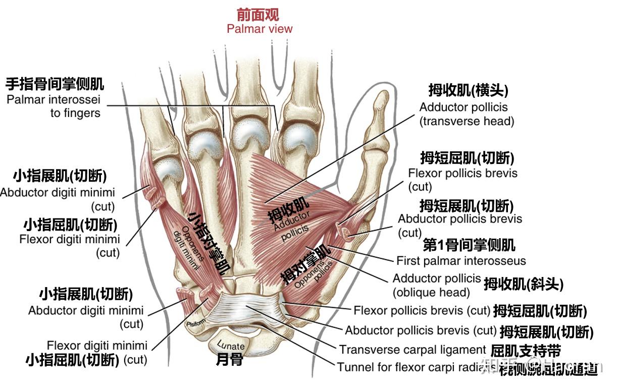 科学运动笔记（八）：腕关节、手与小臂力量- 知乎