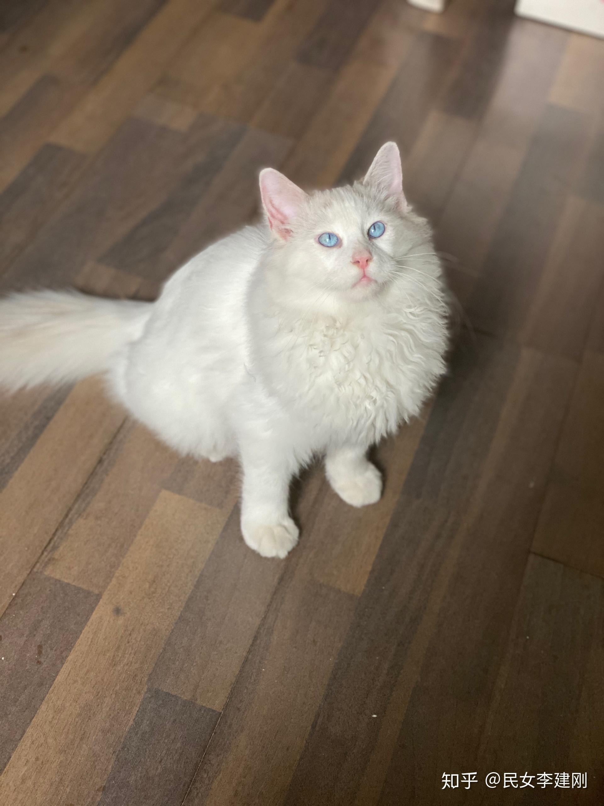 5个月的布偶猫脸是白色的,以后会有面具吗? - 知乎