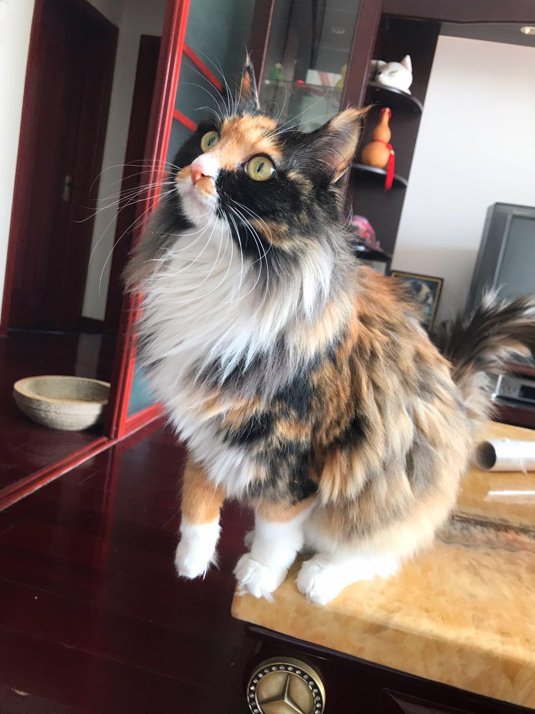 玳瑁猫有没有貌美的例外存在