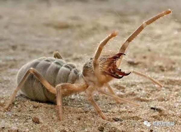 荒漠中的独行刀客 避日蛛