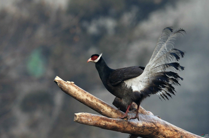 褐马鸡——中国古老的吉祥鸟