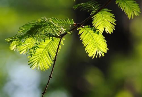 国宝级珍稀植物银杉、水杉、紫衫哪一种防癌? - 知乎