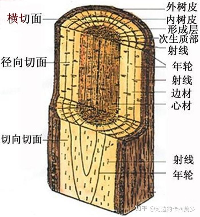 为什么说“树怕剥皮”? - 知乎