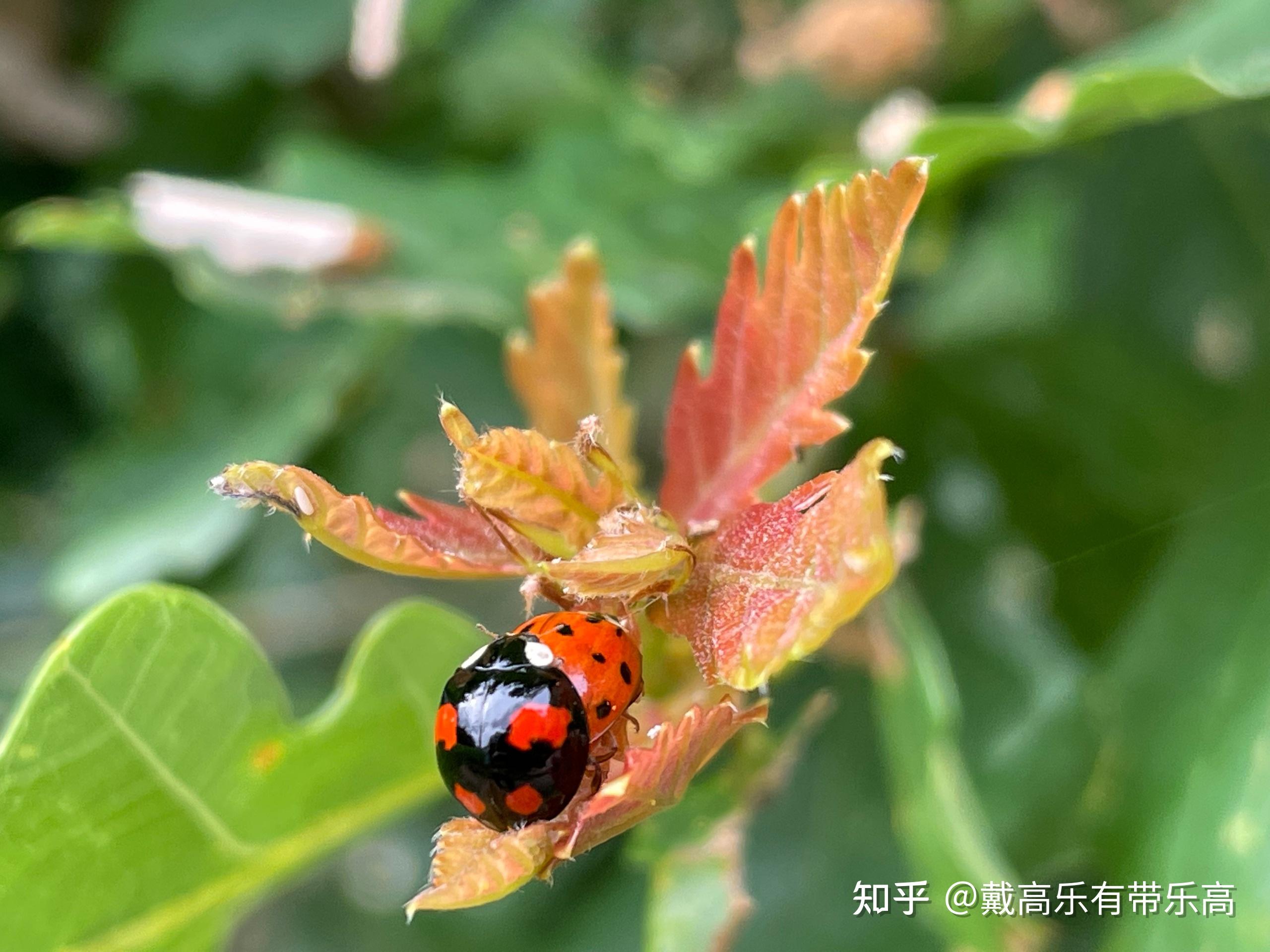 同是益蟲,但不同星數的瓢蟲之間會進行交配麼? - 知乎