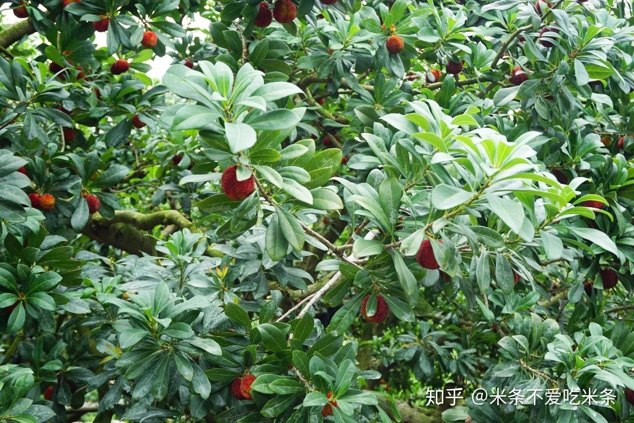 请教杨梅的季节是什么时候？ - 知乎
