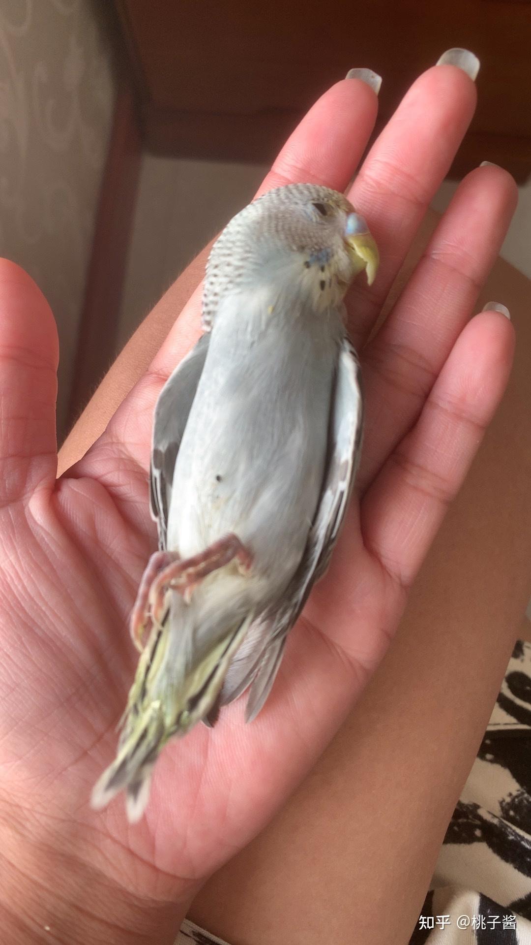 你们养过的鹦鹉都是怎么死的?