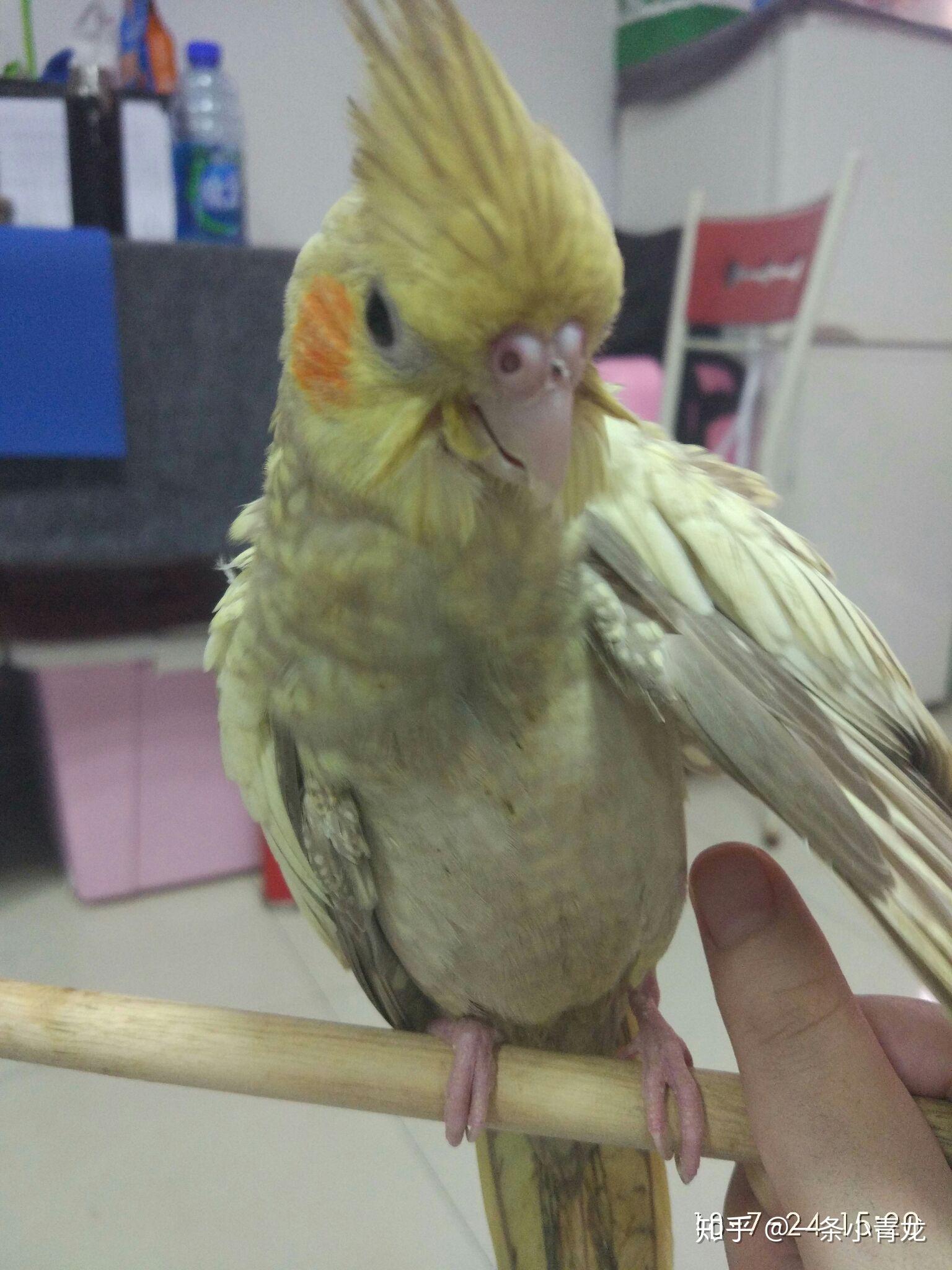 玄凤鹦鹉嘴边毛炸开么回事