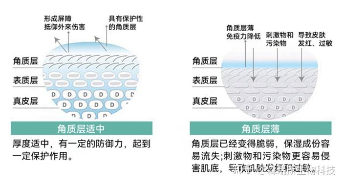 深度解析 | 森瑞斯角鲨烷:科学