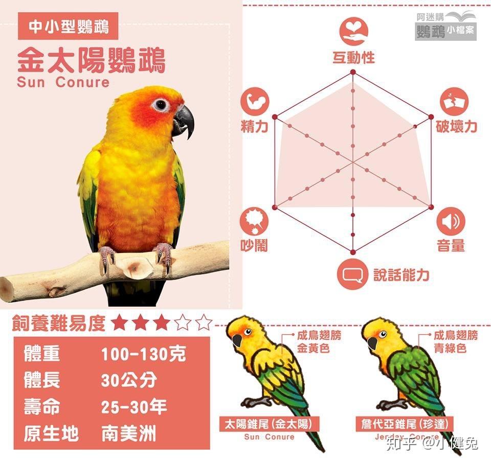 新手适合养哪种鹦鹉? 