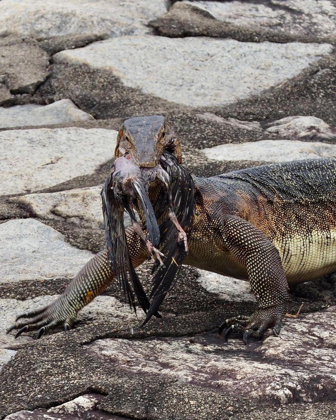 云南普洱居民家中现一米长圆鼻巨蜥,系国家一级保护野生动物,对于该