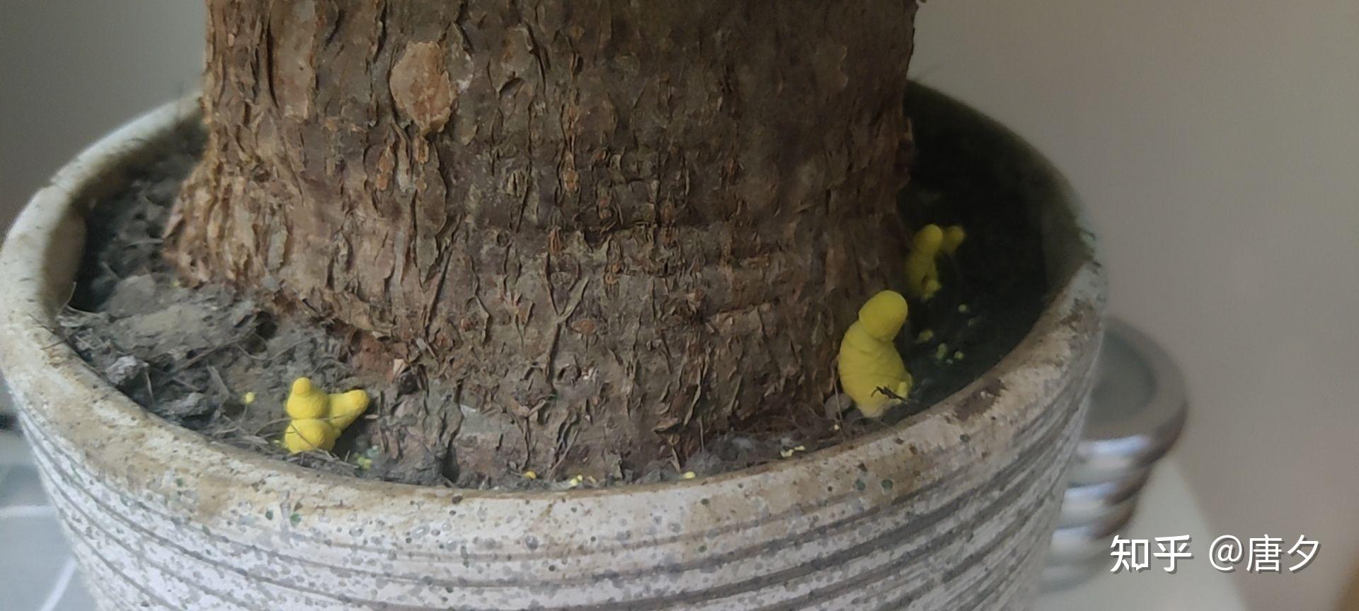办公室发财树的花盆里长了黄色的小蘑菇百度识图都识不出来明黄色的