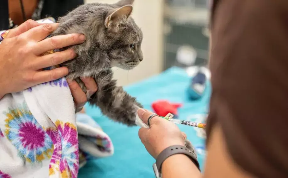 猫咪献血输血有要求?10个基础问题答疑 - 知乎