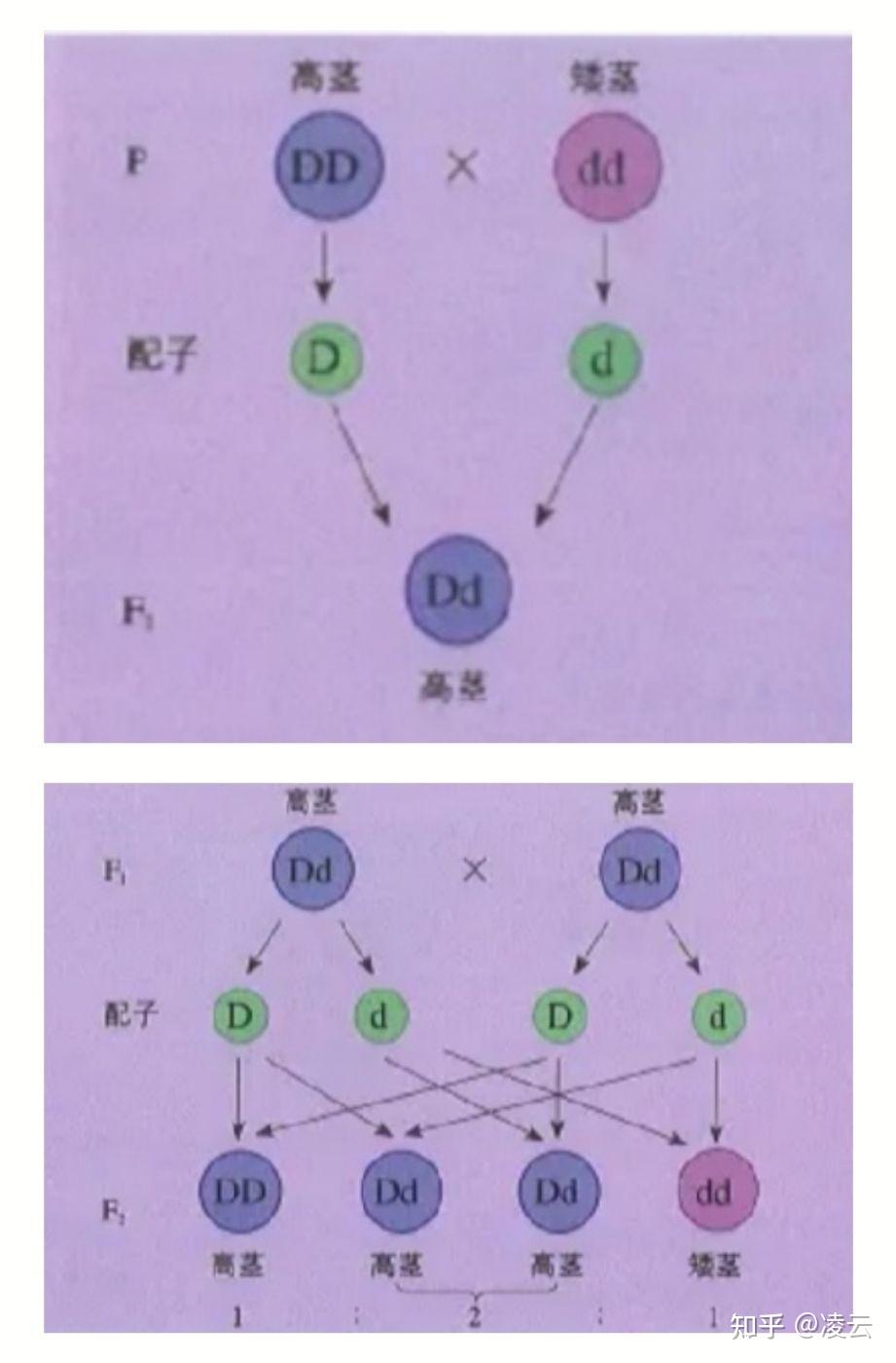 dd和dd杂交遗传图图片