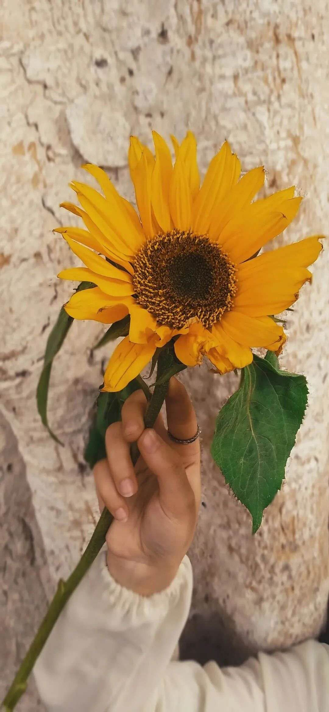 有没有都是向日葵的壁纸呢,让人看了心情超好的? - 知乎