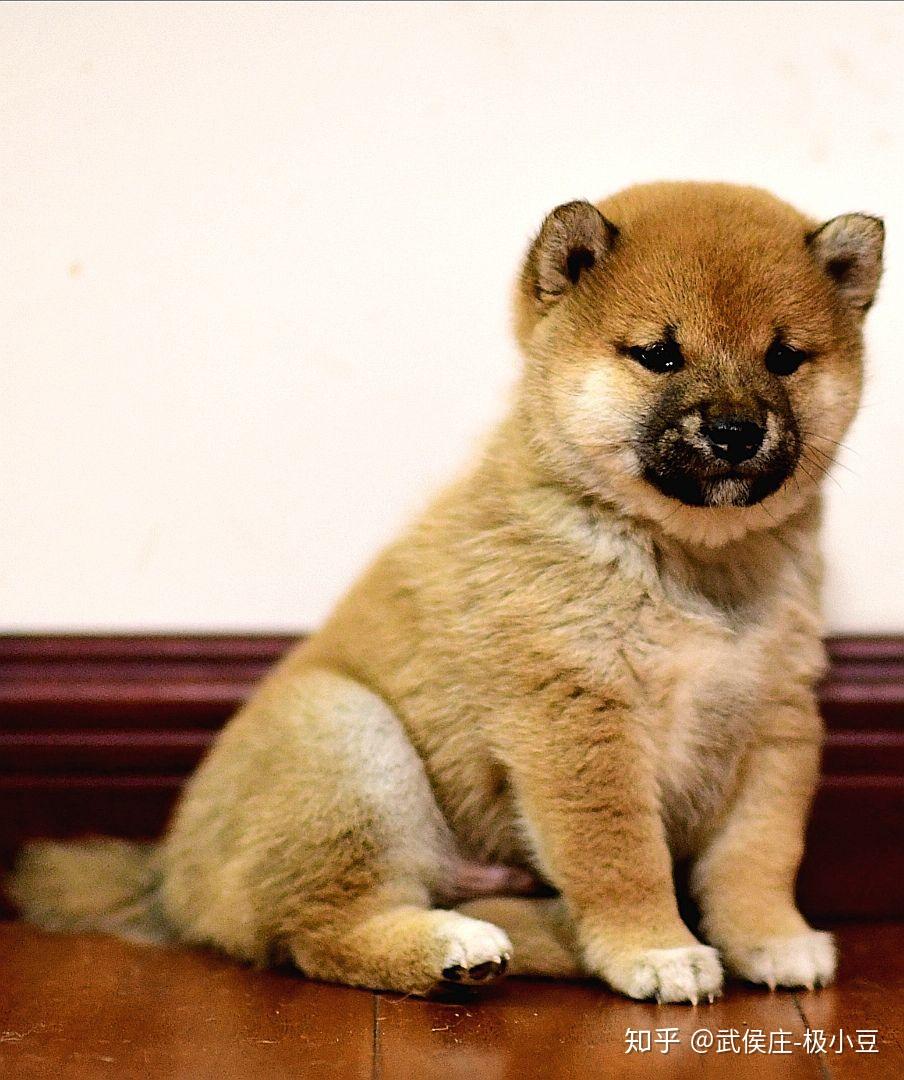 新买了一只二个月大的柴犬可是越看越丑