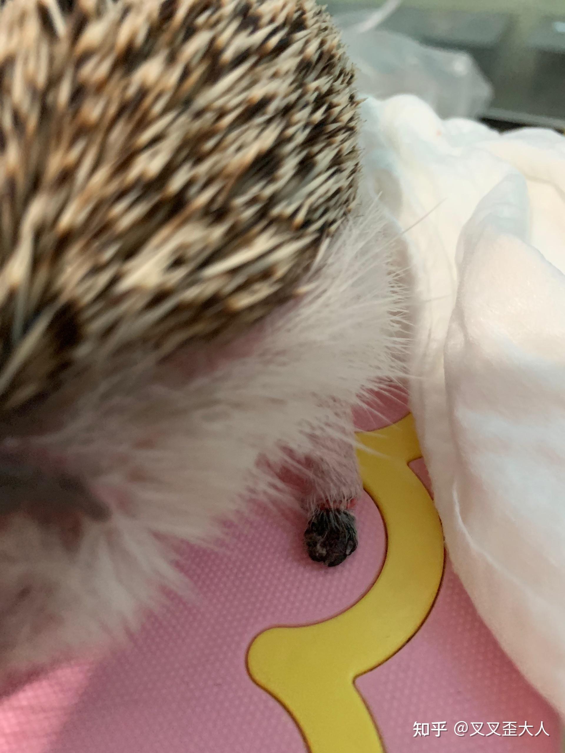 非洲迷你刺猬脚黑了咋办? - 知乎