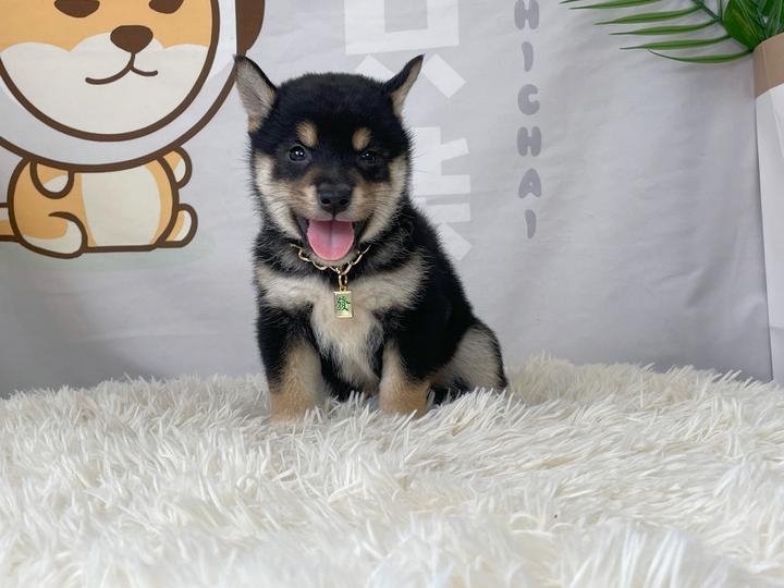 如何挑选出品质好的黑色柴犬? - 知乎