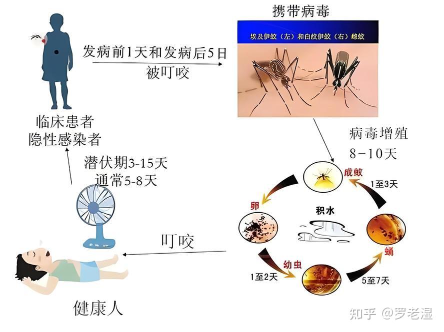 巴西专家称极端天气导致南美洲登革热疫情南扩,这将带来哪些影响?