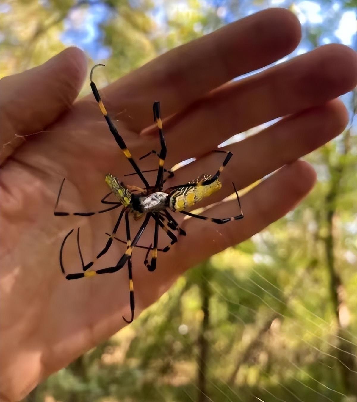 飞天蜘蛛是如何掌握飞行技巧的?