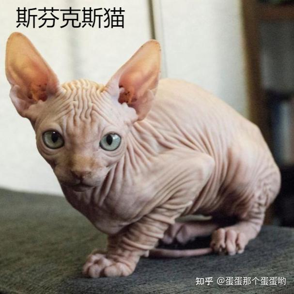 请问有没有推荐养的低敏猫