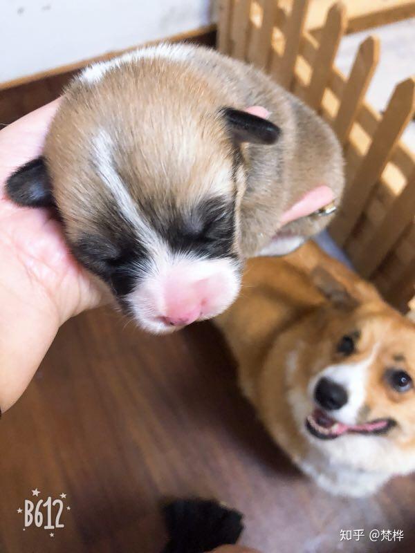 我家柯基宝宝一个多月,脸花色有点阴阳脸,换毛后会好点吗?