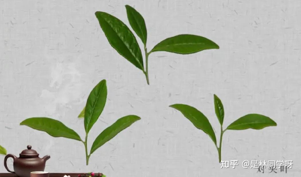 03 茶树知识 - 知乎