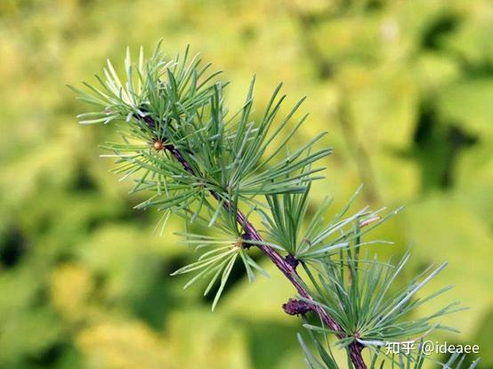 【高中地理讲了啥】（029）生物圈与植被 - 知乎