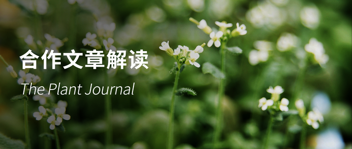 华南农业大学陶利珍团队揭示了胱硫醚β-裂解酶对拟南芥的胚胎形成和根尖干细胞生态位的维持至关重要 - 知乎