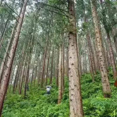 营造杉木速生丰产林,实现丰产,这四个技术要点一个都不能少 - 知乎