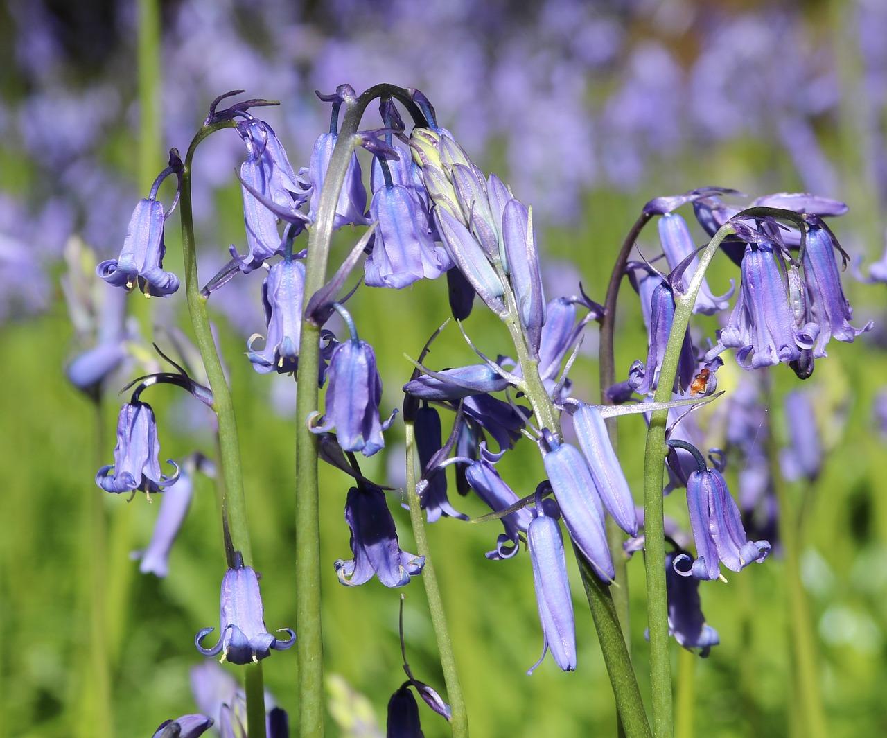 花卉罗汉孜孜如何养