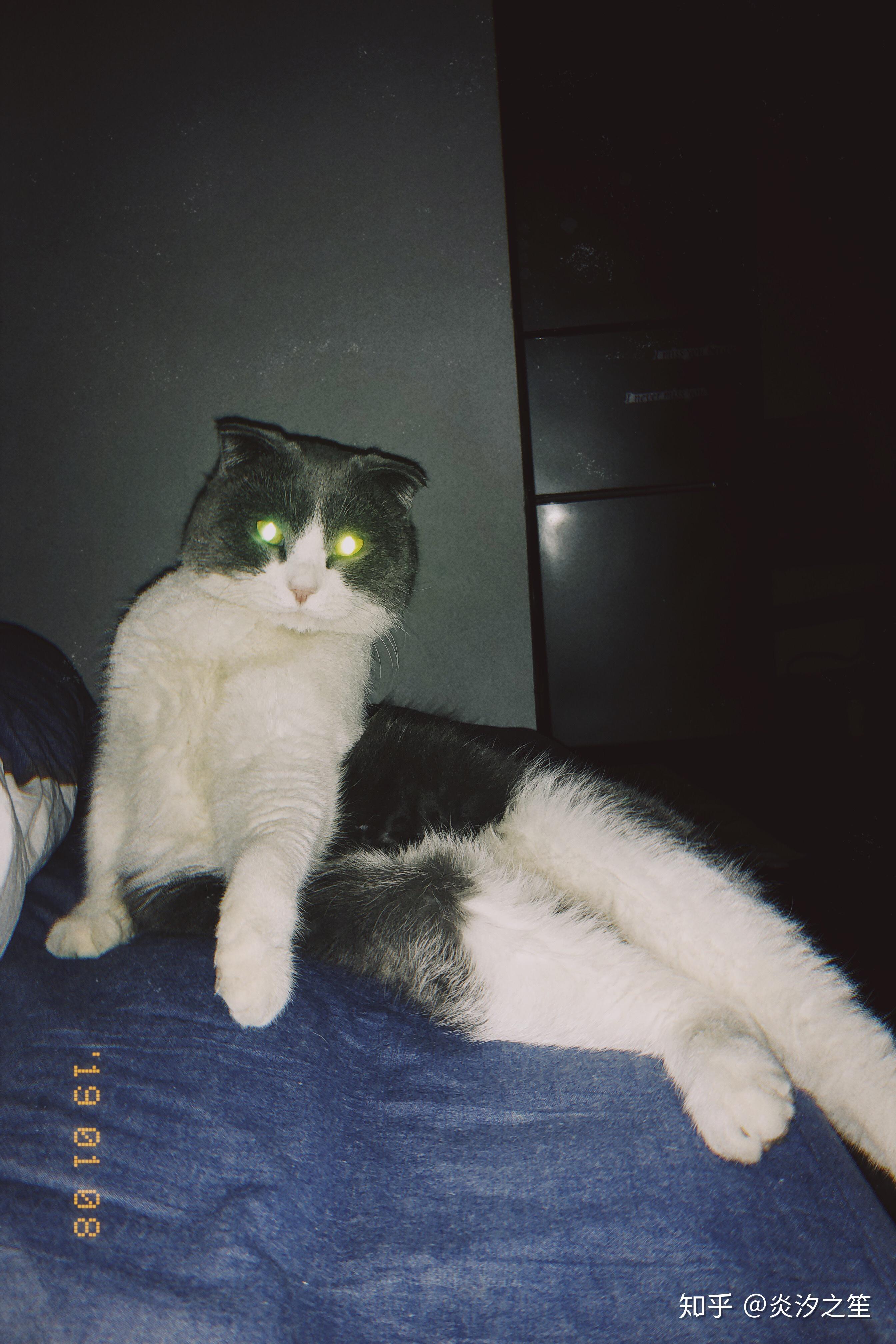 夜视镜头下猫咪的眼睛为什么会发光