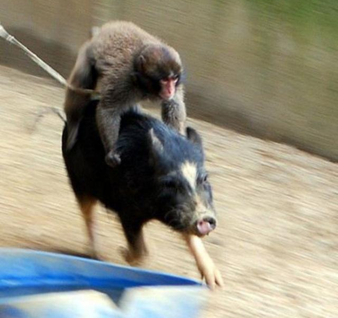 怎么样才能正确的骑猪?