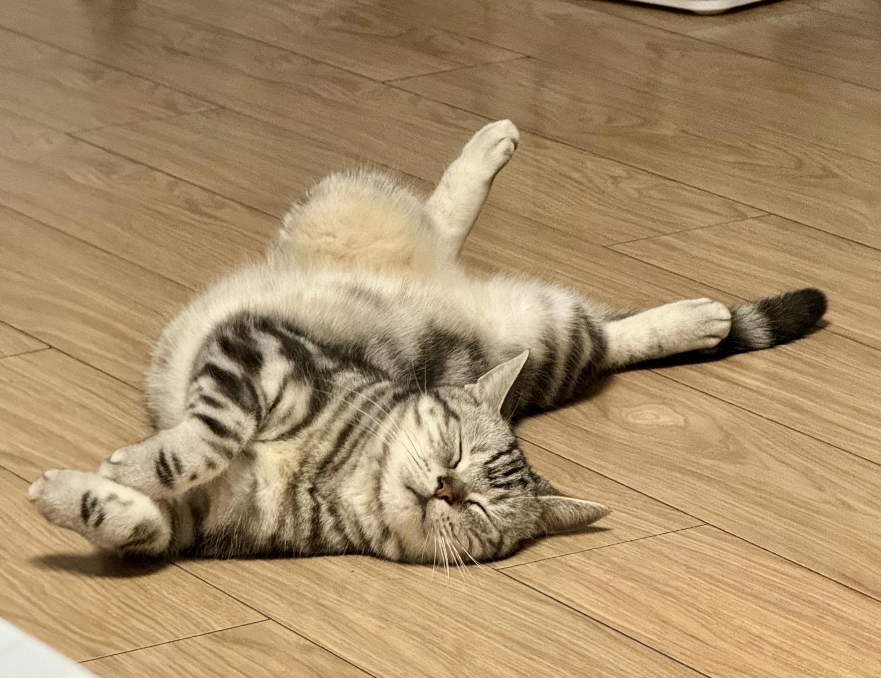 可以分享一张你家猫睡觉的照片吗