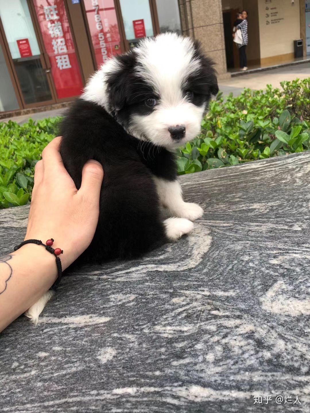 纯种边牧和混血边牧哪个更好? - 知乎