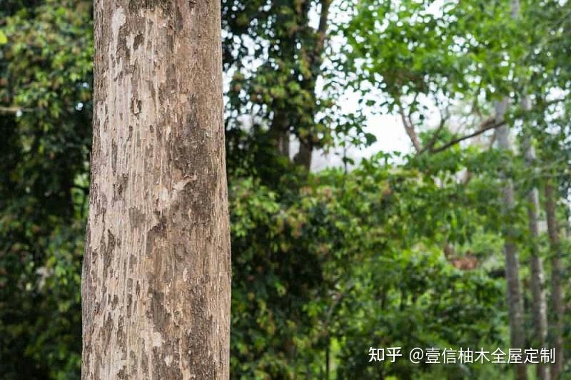 不同类型的柚木——柚木木材类型 - 知乎
