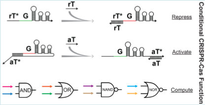 设计gRNA调控Cas9活性 - 知乎