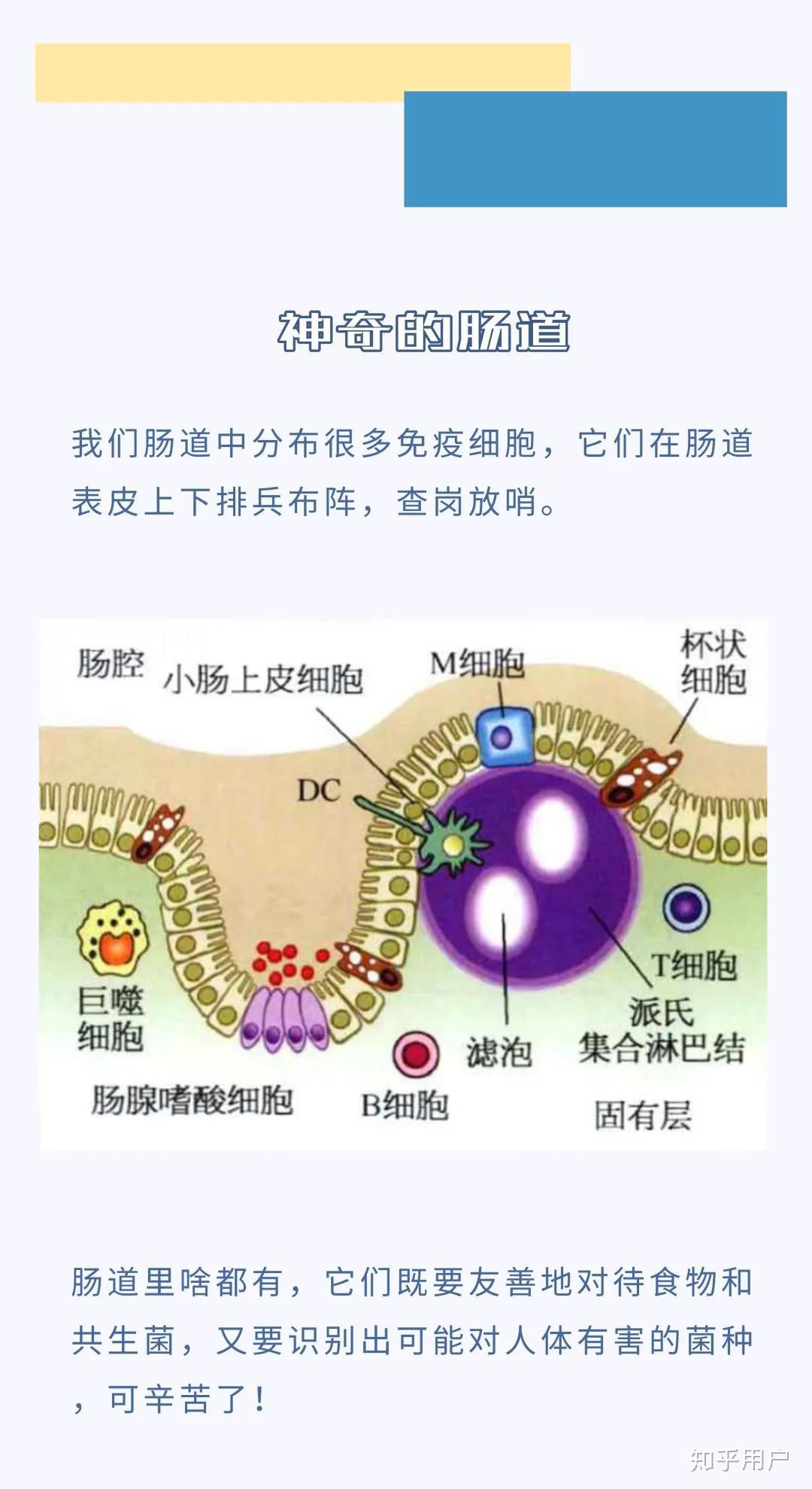 如何增强肠道免疫力? - 知乎