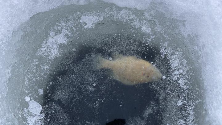 为什么湖面结冰后鱼还能活下去?