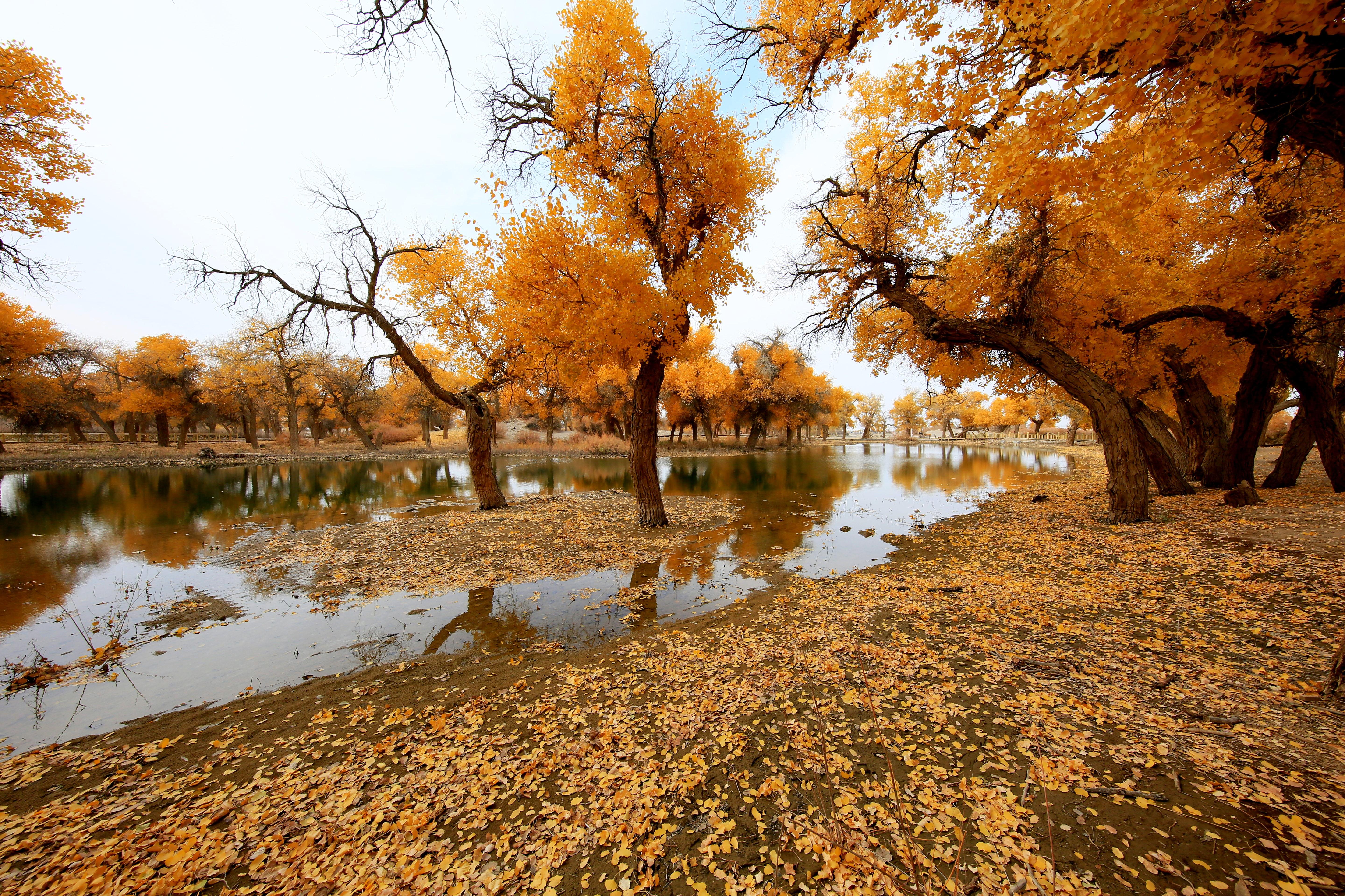 内蒙古额济纳最美的风景在大漠胡杨林,荒漠深处的不老神话.