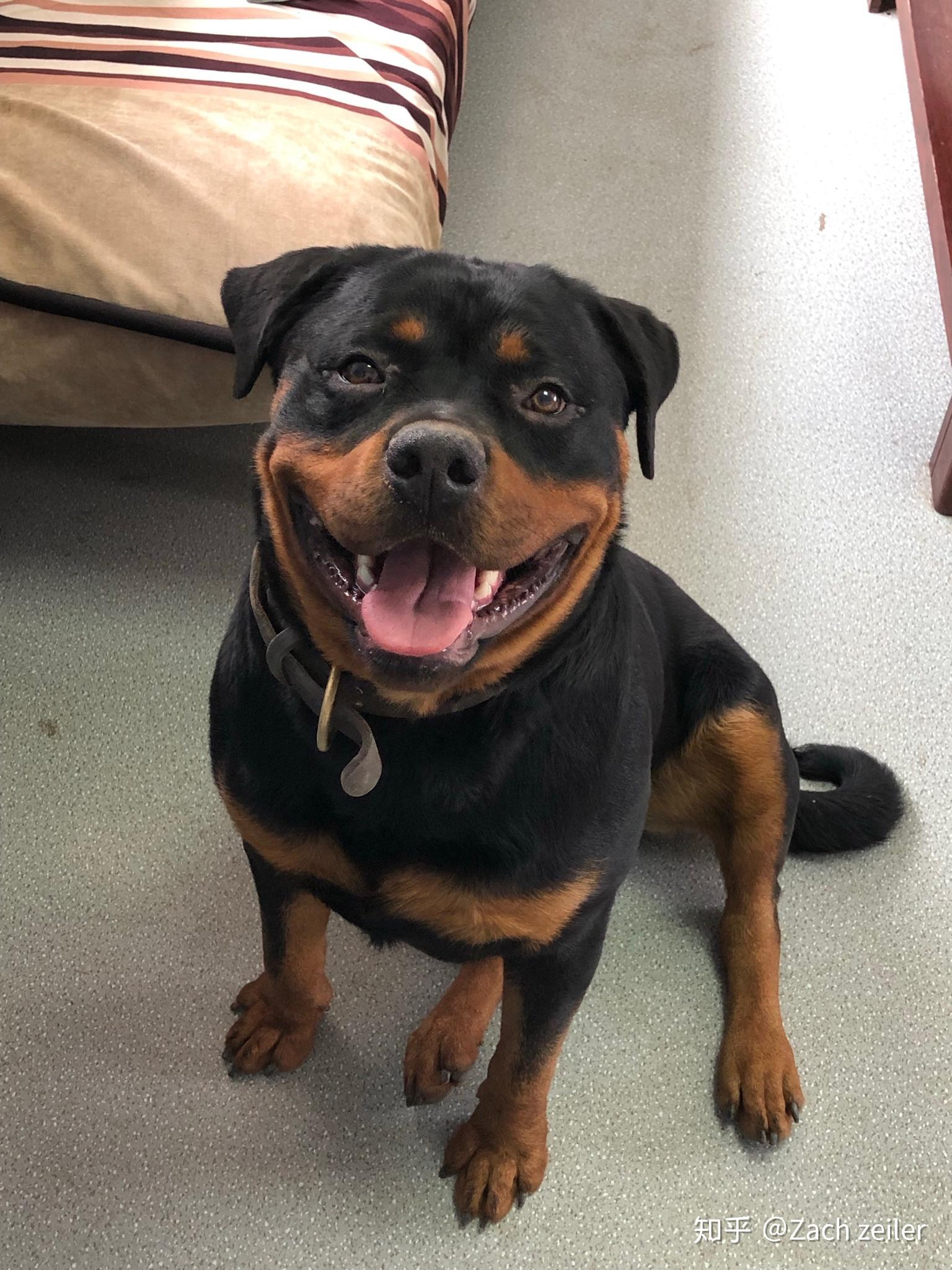 德牧马犬罗威纳杜宾哪个护卫好且好饲养