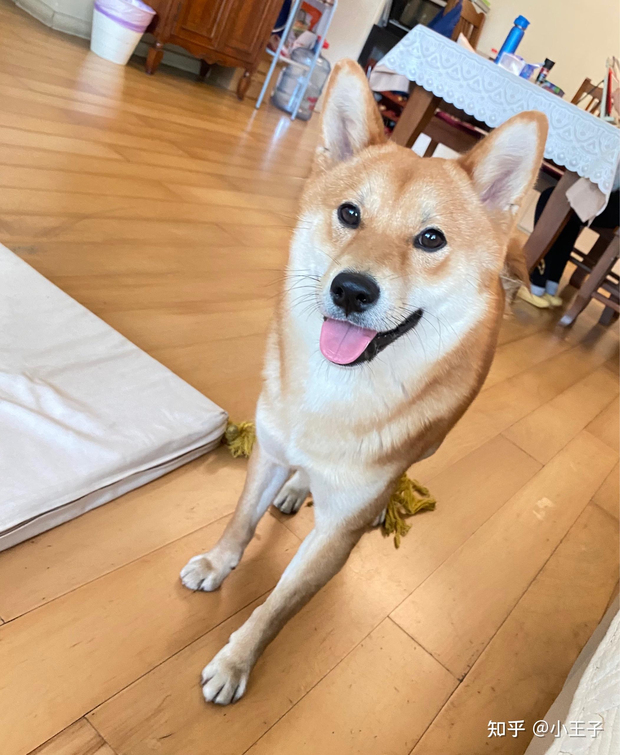 五个月大的柴犬怎么这么丑?