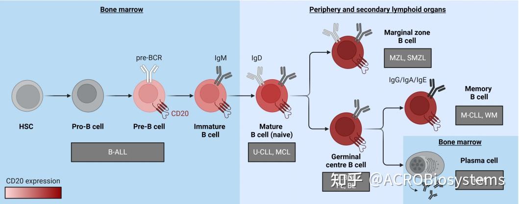 【CD20走花路】肿瘤与自免领域的治疗进展综合篇 - 知乎