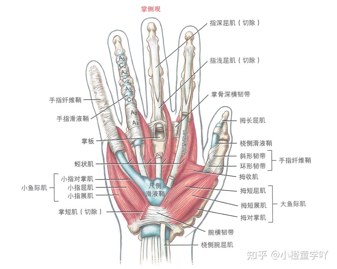 手部肌肉解剖 - 知乎