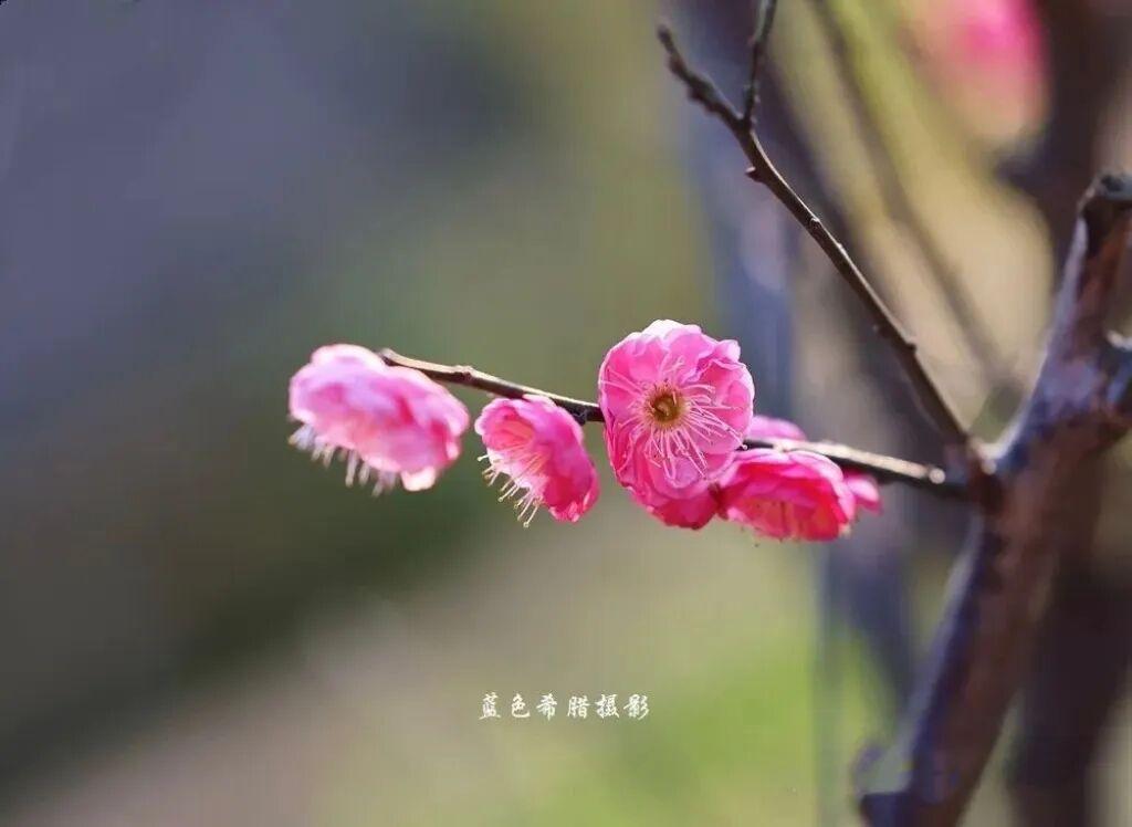 梅花之美,一半在花枝,一半在留白