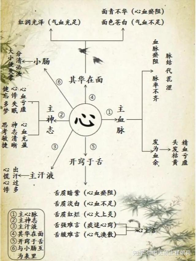 中医五脏你了解了吗? - 知乎