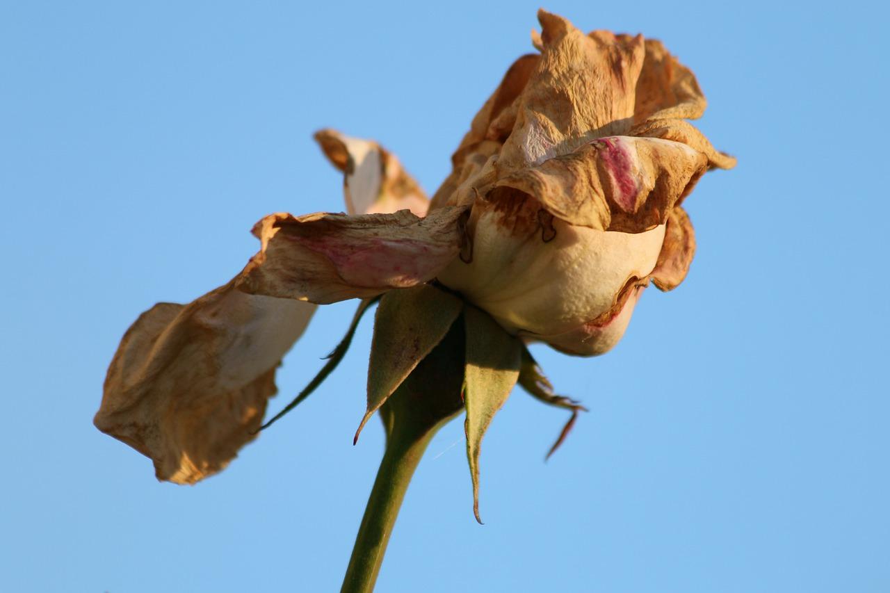 玫瑰花瓣是什么样的