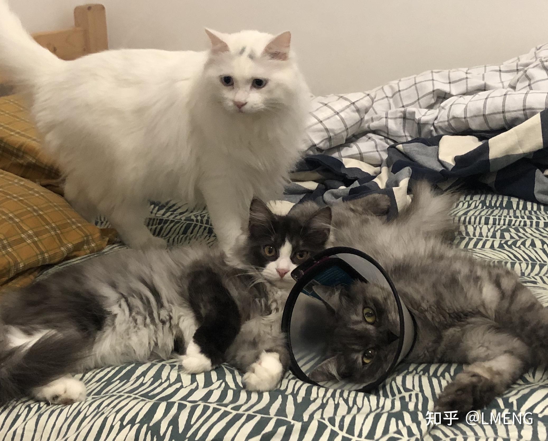 英短和土猫串串的宝宝长大了是什么样? - 知乎