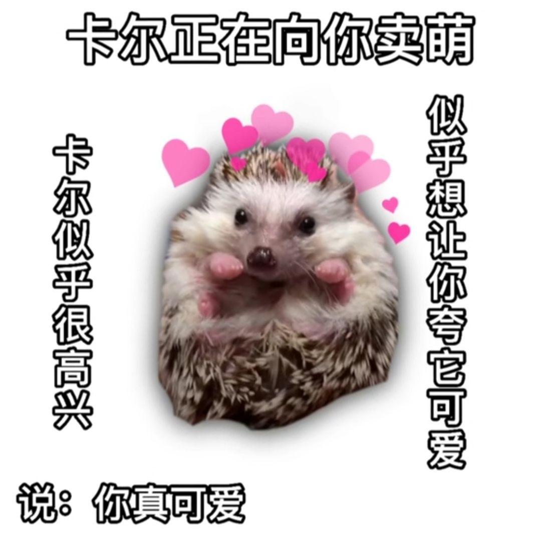 求刺猬卡尔表情包哪哪都找不着