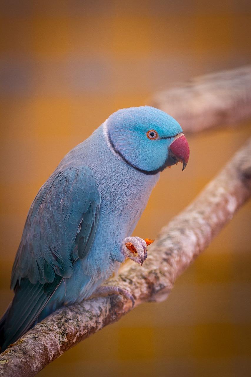 怎么区分鹦鹉的公母