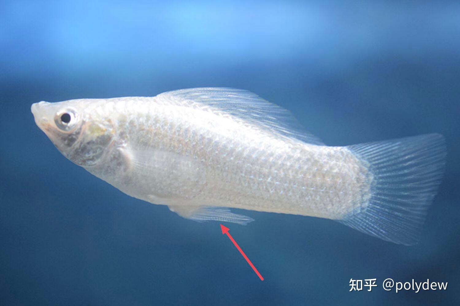 怎么区分玛丽鱼的公母?